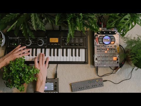 Urban Jungle Session Nr. 01 (OP-Z, Blackbox, Micro Korg, SP 404 sx)