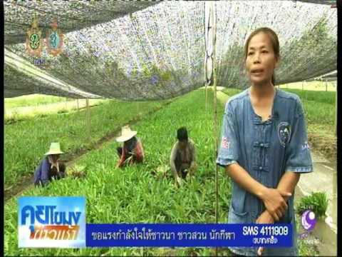 Aphrodisiacs ทางเพศสำหรับผู้หญิง ปัญหาโภชนาการแรง