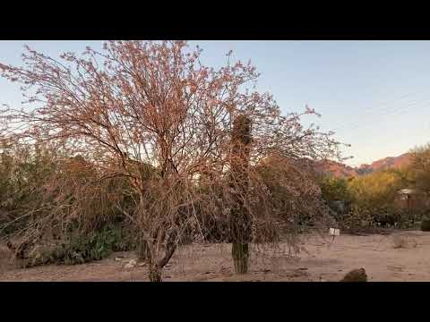 Ironwood tree flowers in Tucson, Arizona!