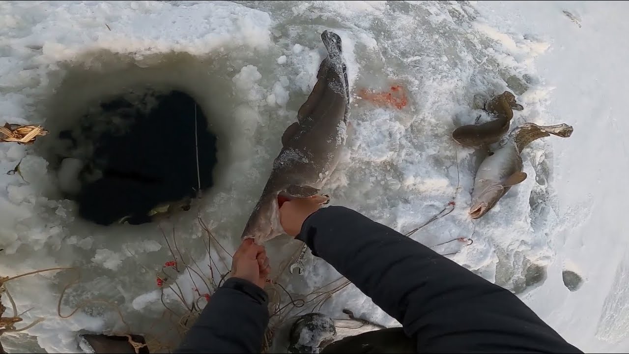 Рыбалка на Севере. Жор Налима в похолодание