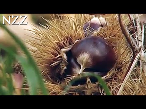 Tessiner Geschichten - Best of "NZZ Swiss made" -  Dokumentation von NZZ Format (2008)