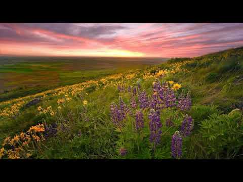 Jon Bourne — Physalis (Miroslav Vrlik Remix)