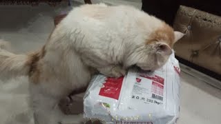 The food Obsessed Cat Is Trying to open the cat food packet With its Teeth