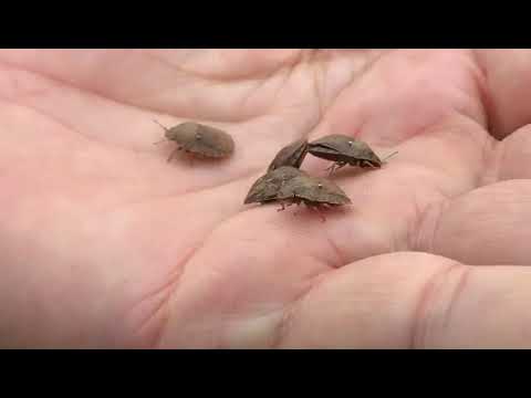 BUĞDAYDA SÜNE ZARARI VE  MÜCADELESİ.