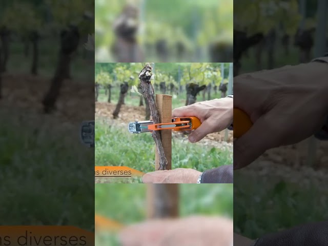 Vídeo relacionado con SAIYERUS Máquina para Atar Viñas,Máquina Eléctrica para Atar Ramas,Máquina para Atar Vides,Máquina Inalámbrica para Atar Viñas De Jardín con 3-8 Marchas Y Ajuste De Tensión,Diámetro De Atado De 25mm