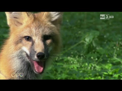 La volpe incantata - Geo 30/11/2015
