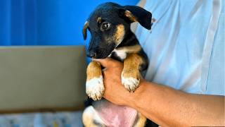 Abandoned Puppy Falls in Love with her Rescuer