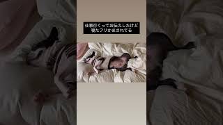 犬あるある　寝たふりされる #ボストンテリア