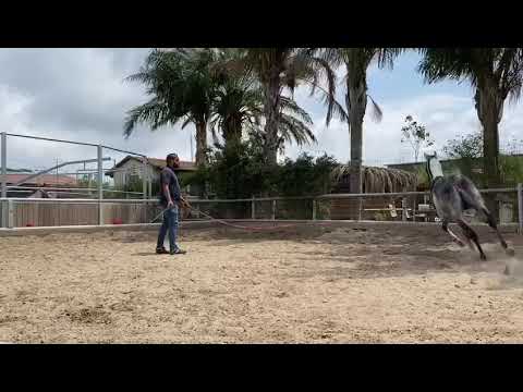 DALLAS SBA Sire: Eks Alihandro Dam: Dubravka By PADRONS PSYCHE