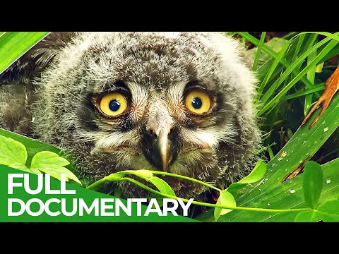 Baby Animals Discovering Their World