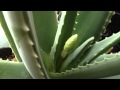 Aloe Vera Flower Bud