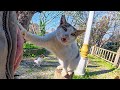 This Is How The Stray Cat I Ve Known For 6 Years Asks For Pets