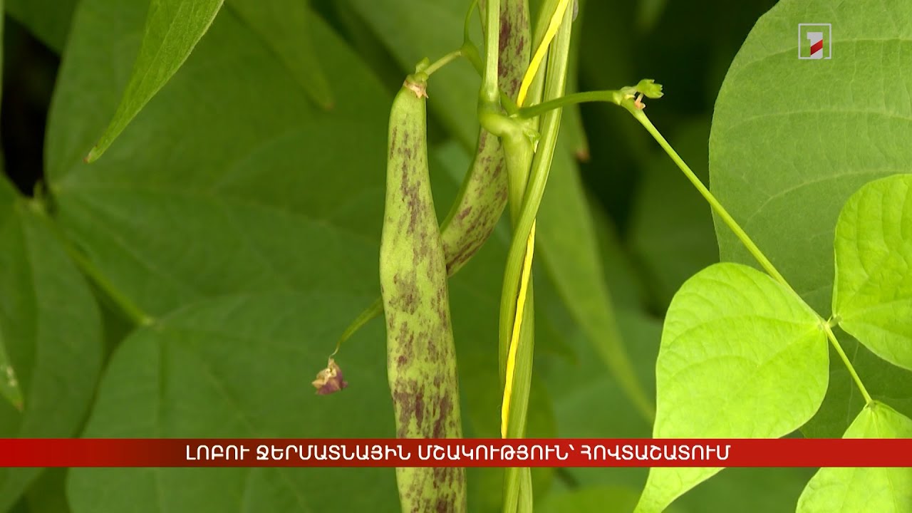 Լոբու ջերմատնային մշակություն՝ Հովտաշատում