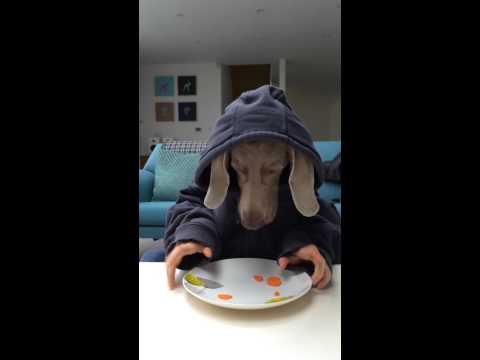 Sonny Jim - Weimaraner dog eating with hands :) cute, clever dog :)