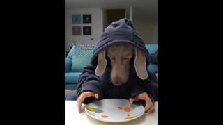 Sonny Jim - Weimaraner dog eating with hands :) cute, clever dog :)