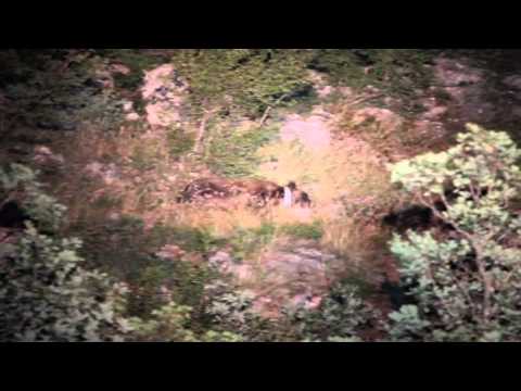 ONDA TG 01.12.2014 - ORSO CON CUCCIOLI AVVISTATO NEL PARCO MAJELLA