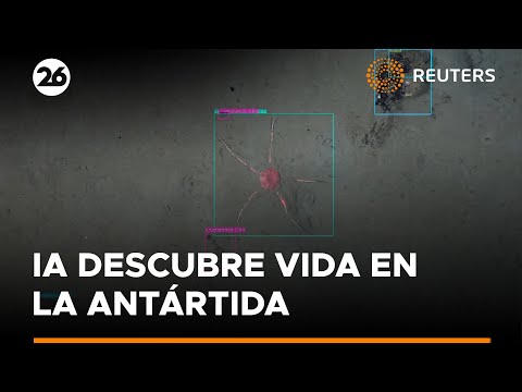 IA Revela Secretos de Criaturas Marinas en la Antártida | #Reuters