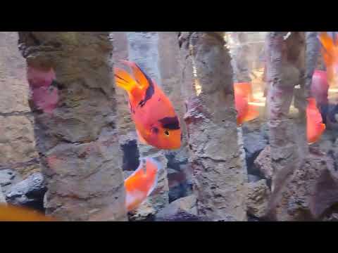 Fish aquarium #guhan