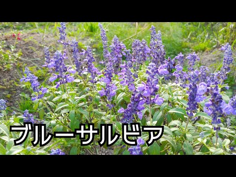 園芸 ブルーセージブッシュ