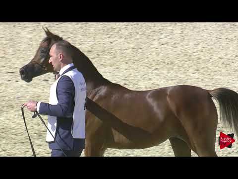 N.4 MUNEFA AL NASSER - 2019 Qatar International show - Yearling Fillies (Class 1A)