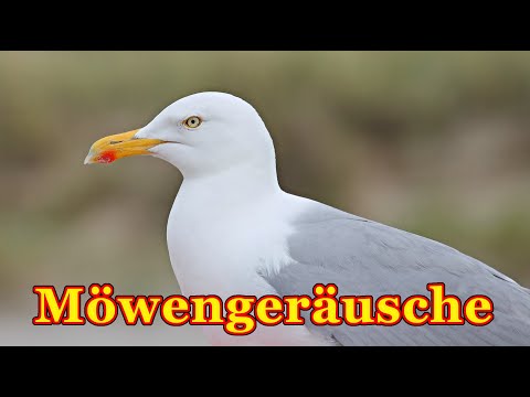 Möwengeräusche - möwe schreit