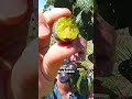 This PLUM Makes The BEST Jam