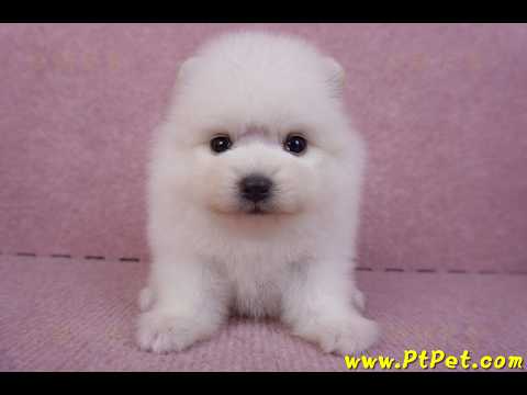 10/11松鼠白博美公幼犬2號