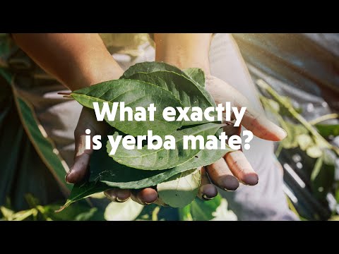 Breaking It Down: What Is Yerba Mate?