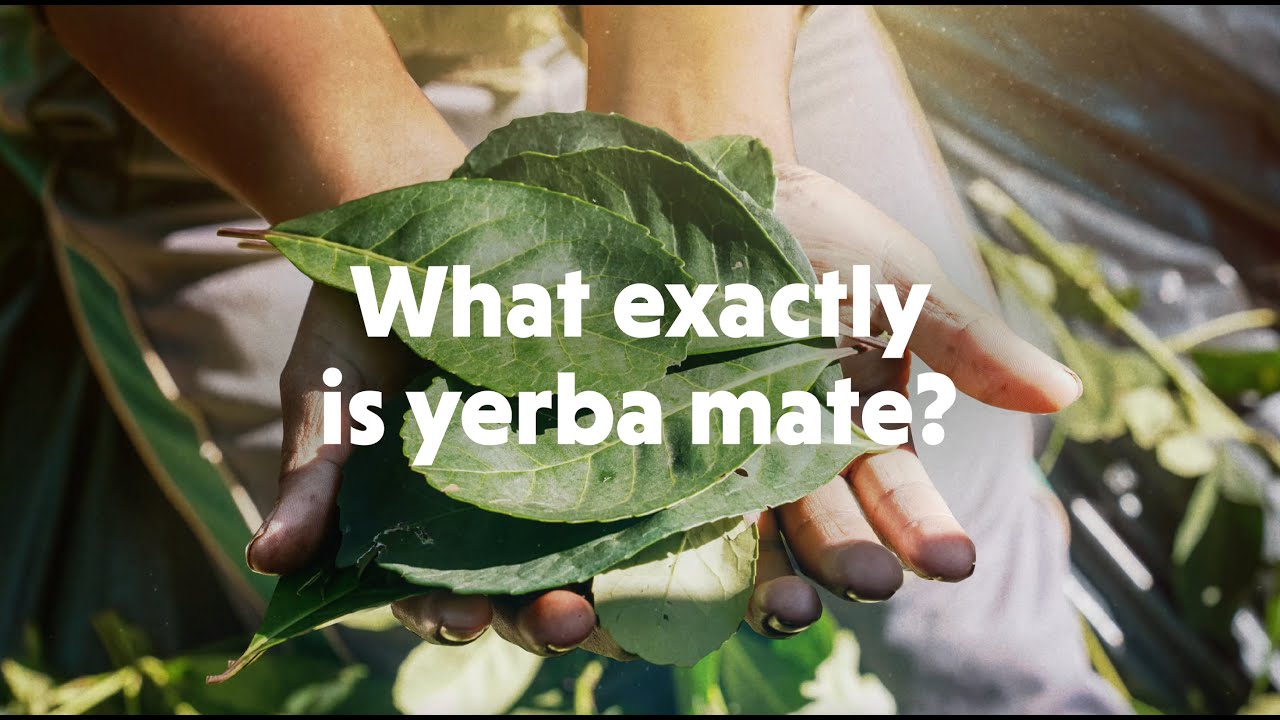 Breaking It Down: What Is Yerba Mate?
