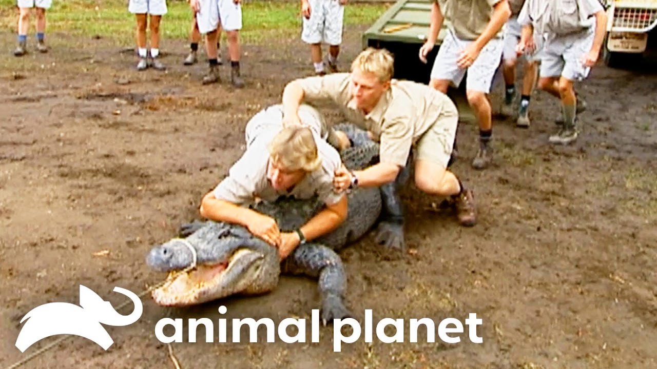Catching A Mate For MASSIVE Momma Croc! | The Crocodile Hunter | Animal Planet