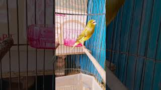 Download lagu chirping all day long mp3 Download lagu chirping all day long mp3