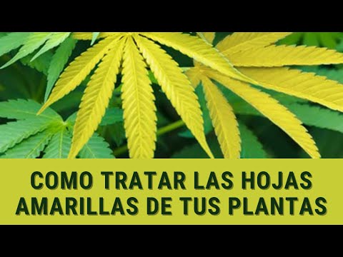 , title : 'Hojas amarillas en plantas de Marihuana ¿Por qué aparecen y Cómo solucionarlo?'