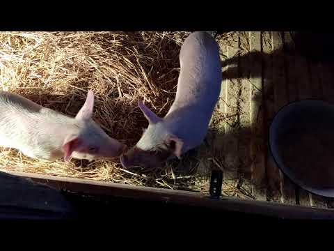 Поставили обогреватель поросятам.