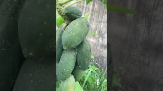 ดอกดาวเรือง ดอกบานไม่รู้โรย พริกก็มีนะเก็บเอาไปได้ #ครีเอเเตอร์มือใหม่#เปิดค่าการมองเห็น