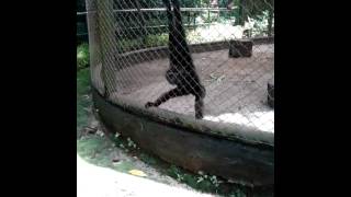 Joget senam OWA JAWA