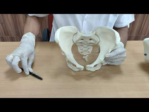 Bony pelvis