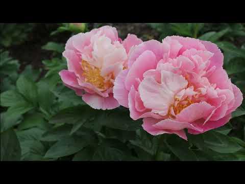 Impressie Peony Showgarden Holland 2022
