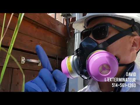 T3 CIRCLE EXTERMINATION video.