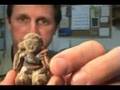 Old Japan Daikoku Statue Weathered Ceramic Luck God