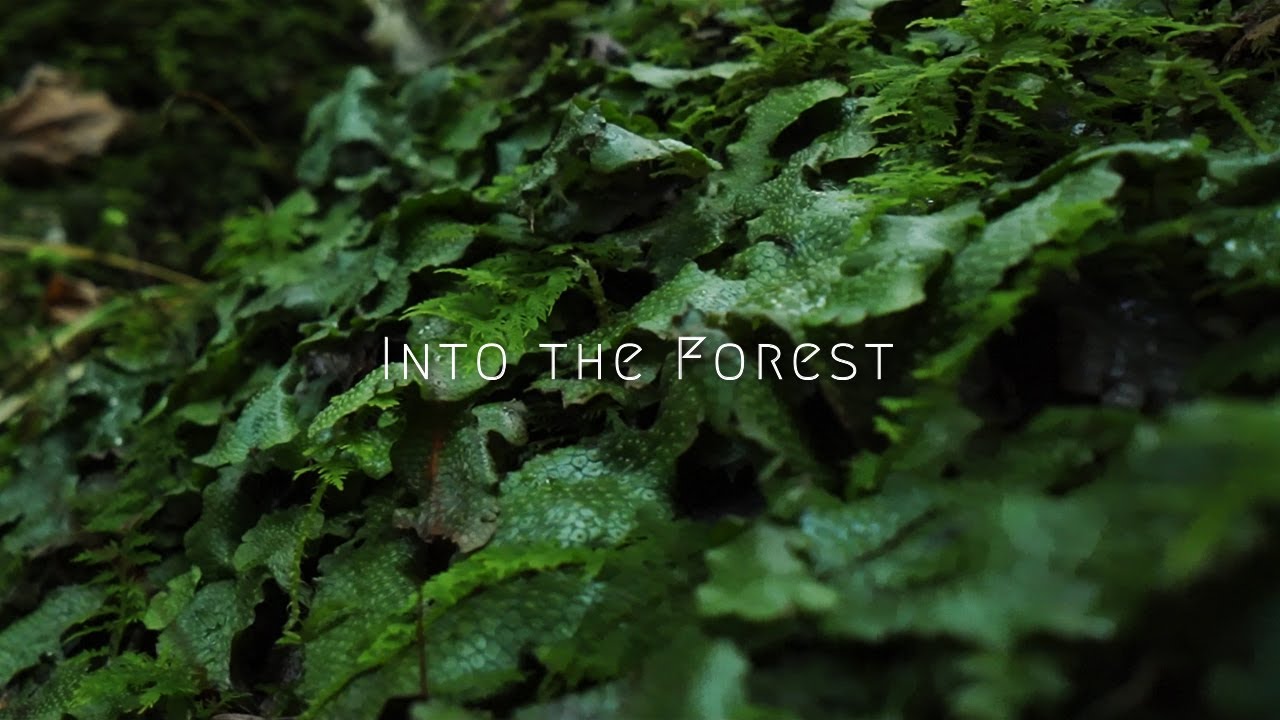 Into the Forest ［春日森の文化博物館企画展“森へ”出展作品］