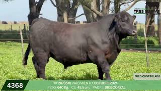3 Toro PC - Gregorio Aberasturi - Plaza Ganadera