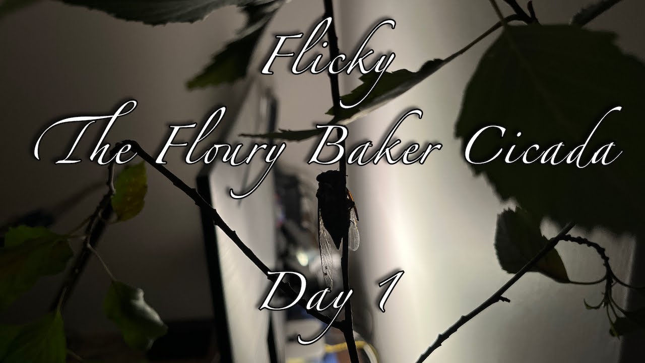 Flicky - The Floury Baker Cicada