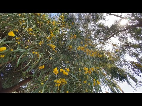 Acacia tree