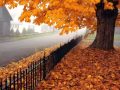 Осень, друзья мои Прекрасная московская осень 