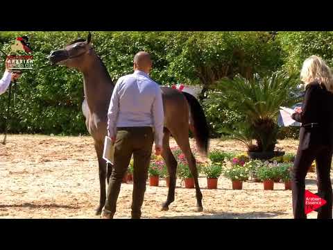 CPE Fariba (By RFI Farid)- Palermo Arabian Horse Cup 2019