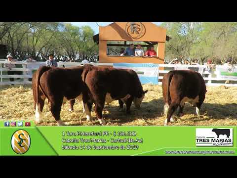 14-09-19 - Venta de Toros P.Hereford PP. - Cabaña Tres Marías - Carhué