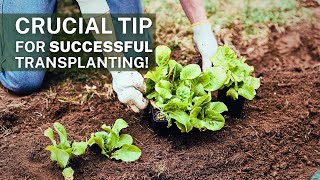A CRUCIAL Step In Transplanting Seedlings & Rooted Cuttings