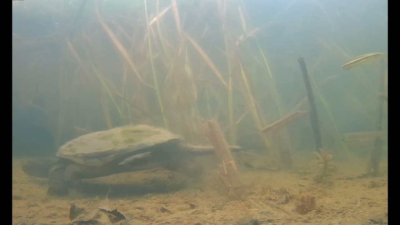 Live webcam view of Underwater Cam at the Raccoon Saloon