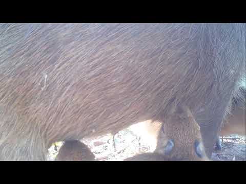 EK000284 Carpincho amamantando