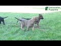 Mixed Breed dogs for sale: Oakley - Video 1